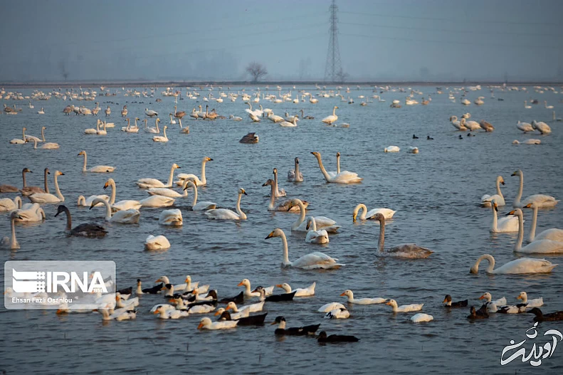 (تصاویر) قوهای فریادکش در تالاب سرخرود